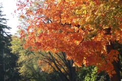 Lovely fall colors on display during the day